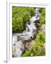 Stream Through Wildflowers, Mineral Basin, Uncompahgre National Forest, Colorado, USA-James Hager-Framed Photographic Print