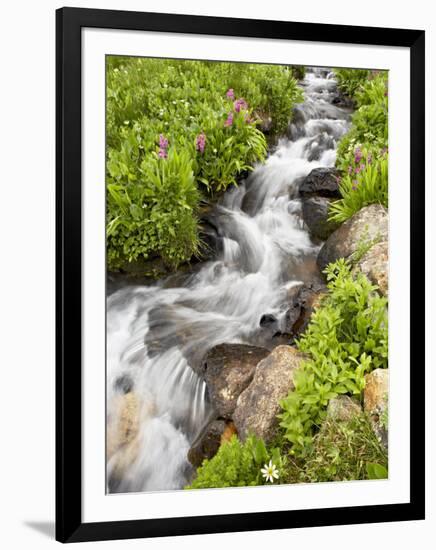 Stream Through Wildflowers, Mineral Basin, Uncompahgre National Forest, Colorado, USA-James Hager-Framed Photographic Print