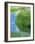 Stream with Flowers-null-Framed Photographic Print