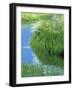 Stream with Flowers-null-Framed Photographic Print