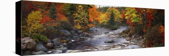 Stream with Trees in a Forest in Autumn, Nova Scotia, Canada-null-Stretched Canvas