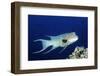 Streamer Hogfish Suprmale-Hal Beral-Framed Photographic Print