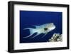 Streamer Hogfish Suprmale-Hal Beral-Framed Photographic Print