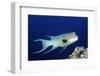 Streamer Hogfish Suprmale-Hal Beral-Framed Photographic Print