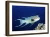 Streamer Hogfish Suprmale-Hal Beral-Framed Photographic Print