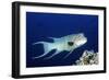 Streamer Hogfish Suprmale-Hal Beral-Framed Photographic Print