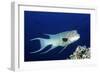 Streamer Hogfish Suprmale-Hal Beral-Framed Photographic Print