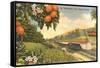 Streamliner Trail, Orange Orchard, Florida-null-Framed Stretched Canvas