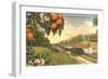 Streamliner Trail, Orange Orchard, Florida-null-Framed Art Print