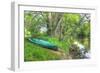 Streamside Canoe-Robert Goldwitz-Framed Photographic Print