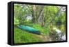 Streamside Green Canoe-Robert Goldwitz-Framed Stretched Canvas