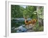 Streamside - White Tail Deer-William Vanderdasson-Framed Giclee Print