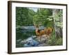 Streamside - White Tail Deer-William Vanderdasson-Framed Giclee Print