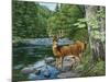 Streamside - White Tail Deer-William Vanderdasson-Mounted Giclee Print