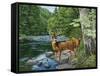 Streamside - White Tail Deer-William Vanderdasson-Framed Stretched Canvas