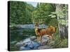 Streamside - White Tail Deer-William Vanderdasson-Stretched Canvas