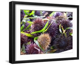 Street Market Stall with Sea Urchins Oursin, Sanary, Var, Cote d'Azur, France-Per Karlsson-Framed Premium Photographic Print