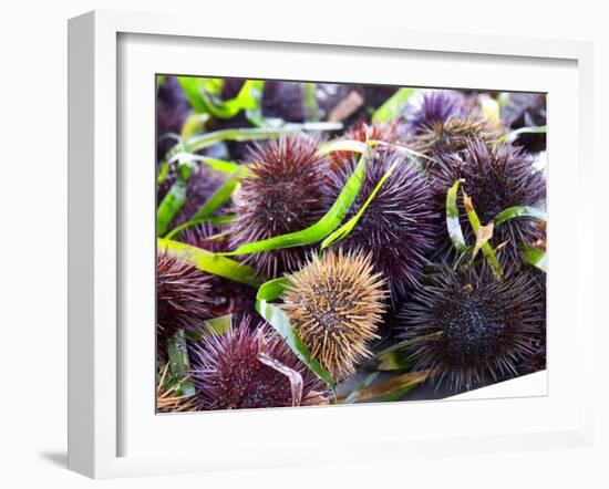 Street Market Stall with Sea Urchins Oursin, Sanary, Var, Cote d'Azur, France-Per Karlsson-Framed Premium Photographic Print