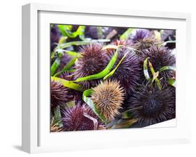 Street Market Stall with Sea Urchins Oursin, Sanary, Var, Cote d'Azur, France-Per Karlsson-Framed Premium Photographic Print