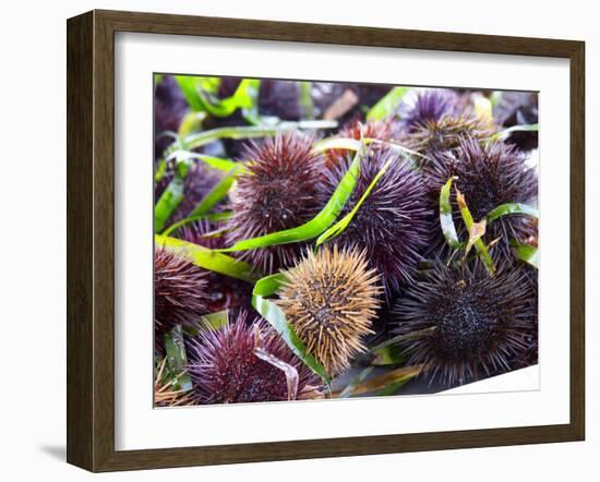 Street Market Stall with Sea Urchins Oursin, Sanary, Var, Cote d'Azur, France-Per Karlsson-Framed Photographic Print