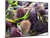 Street Market Stall with Sea Urchins Oursin, Sanary, Var, Cote d'Azur, France-Per Karlsson-Mounted Photographic Print