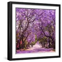 Street of Beautiful Violet Vibrant Jacaranda in Bloom. Tenderness. Romantic Style. Spring in South-Dendenal-Framed Photographic Print