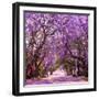 Street of Beautiful Violet Vibrant Jacaranda in Bloom. Tenderness. Romantic Style. Spring in South-Dendenal-Framed Photographic Print