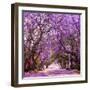 Street of Beautiful Violet Vibrant Jacaranda in Bloom. Tenderness. Romantic Style. Spring in South-Dendenal-Framed Photographic Print