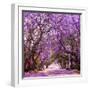 Street of Beautiful Violet Vibrant Jacaranda in Bloom. Tenderness. Romantic Style. Spring in South-Dendenal-Framed Photographic Print