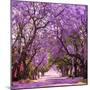 Street of Beautiful Violet Vibrant Jacaranda in Bloom. Tenderness. Romantic Style. Spring in South-Dendenal-Mounted Photographic Print