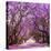 Street of Beautiful Violet Vibrant Jacaranda in Bloom. Tenderness. Romantic Style. Spring in South-Dendenal-Stretched Canvas