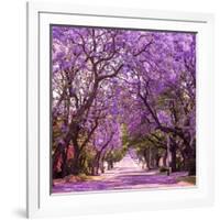 Street of Beautiful Violet Vibrant Jacaranda in Bloom. Tenderness. Romantic Style. Spring in South-Dendenal-Framed Photographic Print