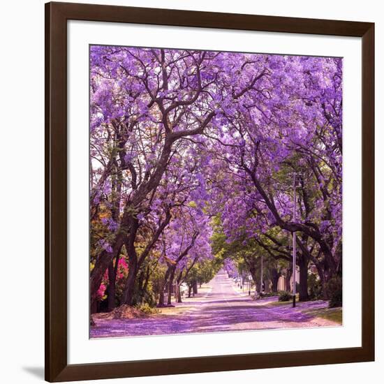 Street of Beautiful Violet Vibrant Jacaranda in Bloom. Tenderness. Romantic Style. Spring in South-Dendenal-Framed Photographic Print