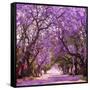 Street of Beautiful Violet Vibrant Jacaranda in Bloom. Tenderness. Romantic Style. Spring in South-Dendenal-Framed Stretched Canvas