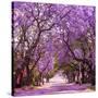 Street of Beautiful Violet Vibrant Jacaranda in Bloom. Tenderness. Romantic Style. Spring in South-Dendenal-Stretched Canvas