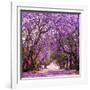 Street of Beautiful Violet Vibrant Jacaranda in Bloom. Tenderness. Romantic Style. Spring in South-Dendenal-Framed Photographic Print