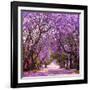 Street of Beautiful Violet Vibrant Jacaranda in Bloom. Tenderness. Romantic Style. Spring in South-Dendenal-Framed Photographic Print