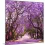 Street of Beautiful Violet Vibrant Jacaranda in Bloom. Tenderness. Romantic Style. Spring in South-Dendenal-Mounted Photographic Print