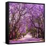 Street of Beautiful Violet Vibrant Jacaranda in Bloom. Tenderness. Romantic Style. Spring in South-Dendenal-Framed Stretched Canvas