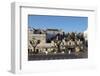 Street of Of Traditional Trullos (Trulli) in Alberobello-Martin-Framed Photographic Print