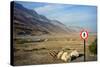 Street Sign on the Shore of the Dead Sea, Israel-null-Stretched Canvas