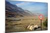 Street Sign on the Shore of the Dead Sea, Israel-null-Mounted Photo