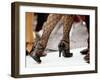 Street Tango Dancers' Legs in San Telmo, Buenos Aires, Argentina-Michael Taylor-Framed Photographic Print