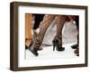 Street Tango Dancers' Legs in San Telmo, Buenos Aires, Argentina-Michael Taylor-Framed Photographic Print