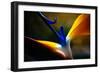 Strelicium Flower Closeup Macro-coka-Framed Photographic Print