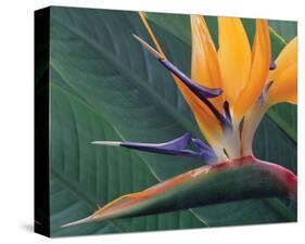 Strelitzia II-Danny Burk-Stretched Canvas