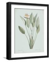 Strelitzia Regina - Celadon-Pierre Joseph Redoute-Framed Giclee Print