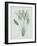 Strelitzia Regina - Celadon-Pierre Joseph Redoute-Framed Giclee Print