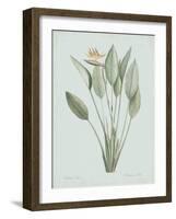 Strelitzia Regina - Celadon-Pierre Joseph Redoute-Framed Giclee Print