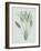 Strelitzia Regina - Celadon-Pierre Joseph Redoute-Framed Giclee Print